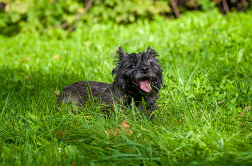 Naklejka na ściany i meble Cairn Terrier Dog on the grass