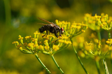 natural scenery, close-up of a fly on a dill flower