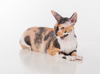Curious Cornish Rex Cat Lying on the White Desk. White Background