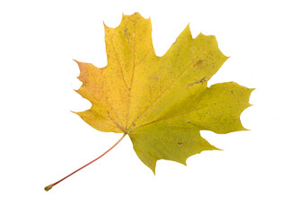 Autumn Color Maple Leaf. Isolated on White Background.