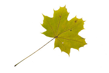 Autumn Color Maple Leaf. Isolated on White Background.
