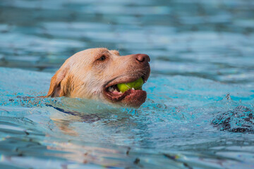 Heller Labrador Hund apportiert einen Ball im Wasser im Freibad in Nagold beim Hundebadetag. Baden-Württemberg, Nordschwarzwald, Nagoldtal