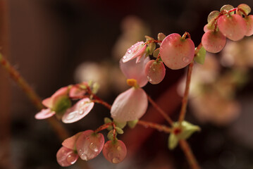 Small pinkish flowers of a houseplant close-up