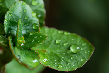 Green leaf with water drops for background
