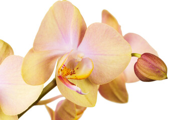 Blooming pink orchid flowers and buds close up