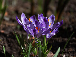 spring flowers purple crocuses