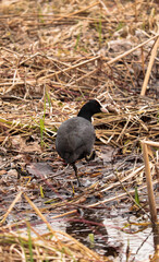 Anatidae family