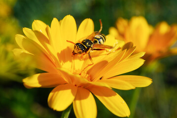 natural scenery, close-up of a wasp on a marigold flower