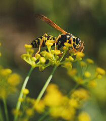 natural scenery, close-up of a wasp on a dill flower