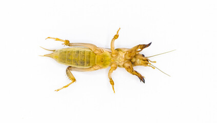 Southern mole cricket - Scapteriscus or Neoscapteriscus borellii - bottom ventral view from below, isolated on white background