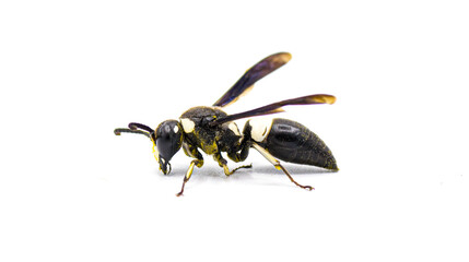 Euodynerus bidens - two toothed Eumenine mason wasp.  Side profile view. isolated on white...