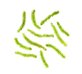 Sea grapes ( green caviar ) seaweed on transparent png © supamas