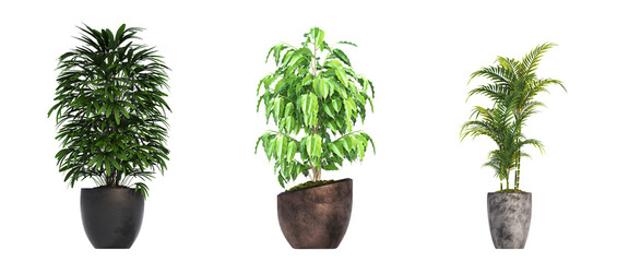 decorative flowers and plants for the interior, isolated on white background, 3D illustration, cg render
