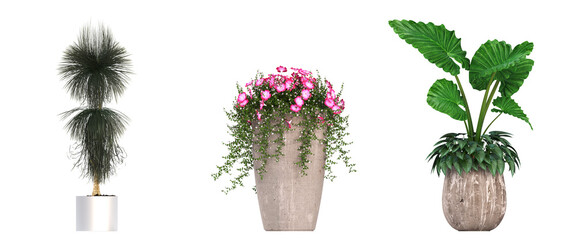 decorative flowers and plants for the interior, isolated on white background, 3D illustration, cg render
