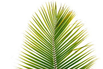 Fototapeta premium palm tree leaf