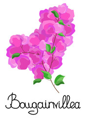 Fuchsia bougainvillea beautiful climbing plant. Floral vector illustration isolated on white background. Copy space.