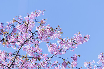山あいの春をいち早く告げる山桜