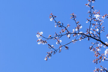 山あいの春をいち早く告げる山桜