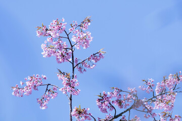 山あいの春をいち早く告げる山桜