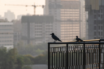A crow perched on the ledge of the balcony of a high rise apartment in an industrial suburb of...