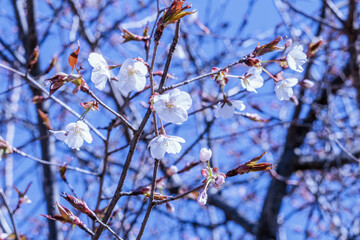 山あいの春をいち早く告げる山桜