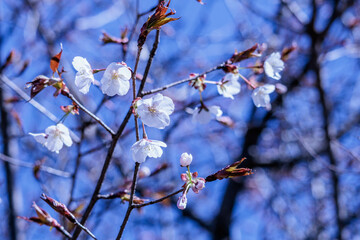 山あいの春をいち早く告げる山桜