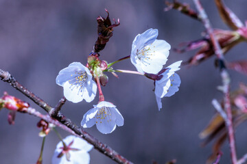 山あいの春をいち早く告げる山桜