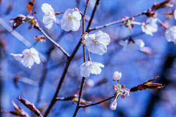 山あいの春をいち早く告げる山桜