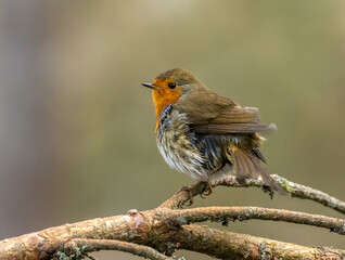 Robin redbreast singing and looking to attract a mate in the forest perched on a branch