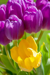 Blooming Yellow Tulip with Purple Tulips Surrounding it in Springtime