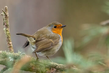 Robin redbreast singing and looking to attract a mate in the forest perched on a branch