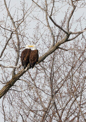 Romantic pair of bald eagles perched on a tree