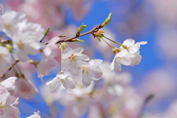 桜（ジンダイアケボノ）