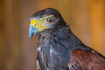Greifvögel in Deutschland