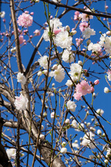 tree blossom