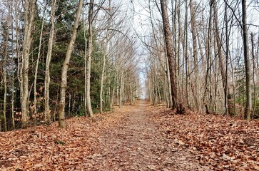 Weg durch den Wald
