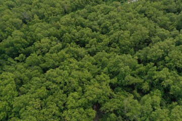 Obraz premium Mangroves forest aerial top view mud coast