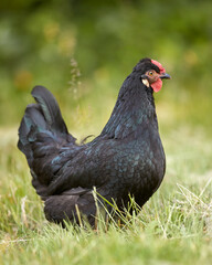 Small young black chicken free-range in garden