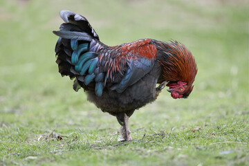 Red brown rooster cleaning his feathers