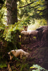 Nature scenic landscapes, Polish mountains and rocks and mountain sheep