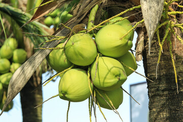 coconut on tree