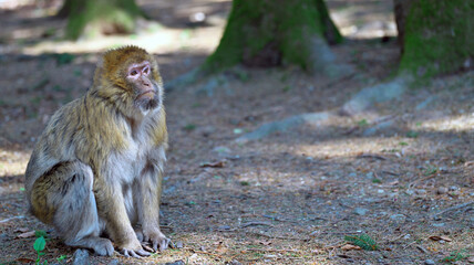 A Barbary ape with sad face