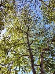 Leafy trees with a beautiful blue sky transmitting peace and tranquility