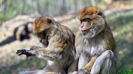 Two Barbary apes , one lusts his own arm
