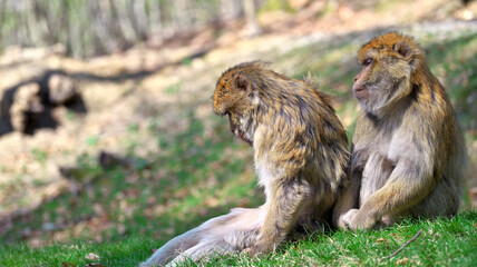 Two Barbary macaques sitting on a hill one behind the other