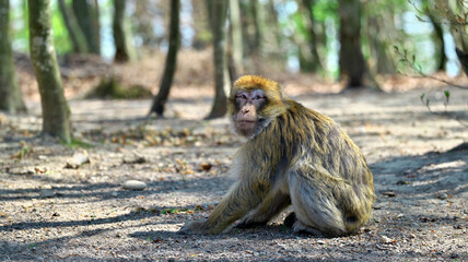 Barbary ape with hands on ground looks away