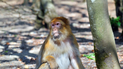 Close up of a small infant barbary ape turning its head away
