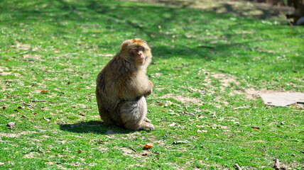 Young barbary ape with closed eyes sits in a green meadow