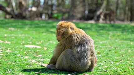 Young barbary ape sits in a meadow and looks backwards