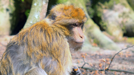 Close up of young barbary ape with small leaf in hand